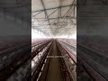 Poultry farm mist cooling system (Mister Misting)