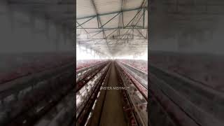 Poultry farm mist cooling system (Mister Misting)