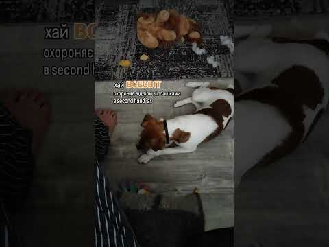 #фокстерьер #foxterrier #фокс