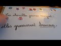 Rituel Grammaire : la nature des mots