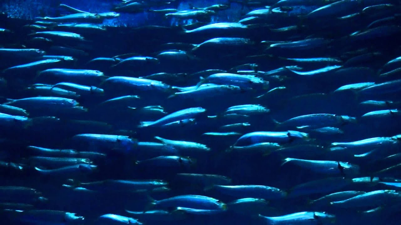 sardines forever swimming YouTube