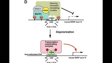 Unit6D Alternative Splicing