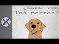 ¿Cómo ven los perros?