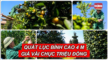 Quất lục bình cao 4 m giá vài chục triệu đồng chờ "đại gia" rinh về chơi Tết | Báo Người Lao Động