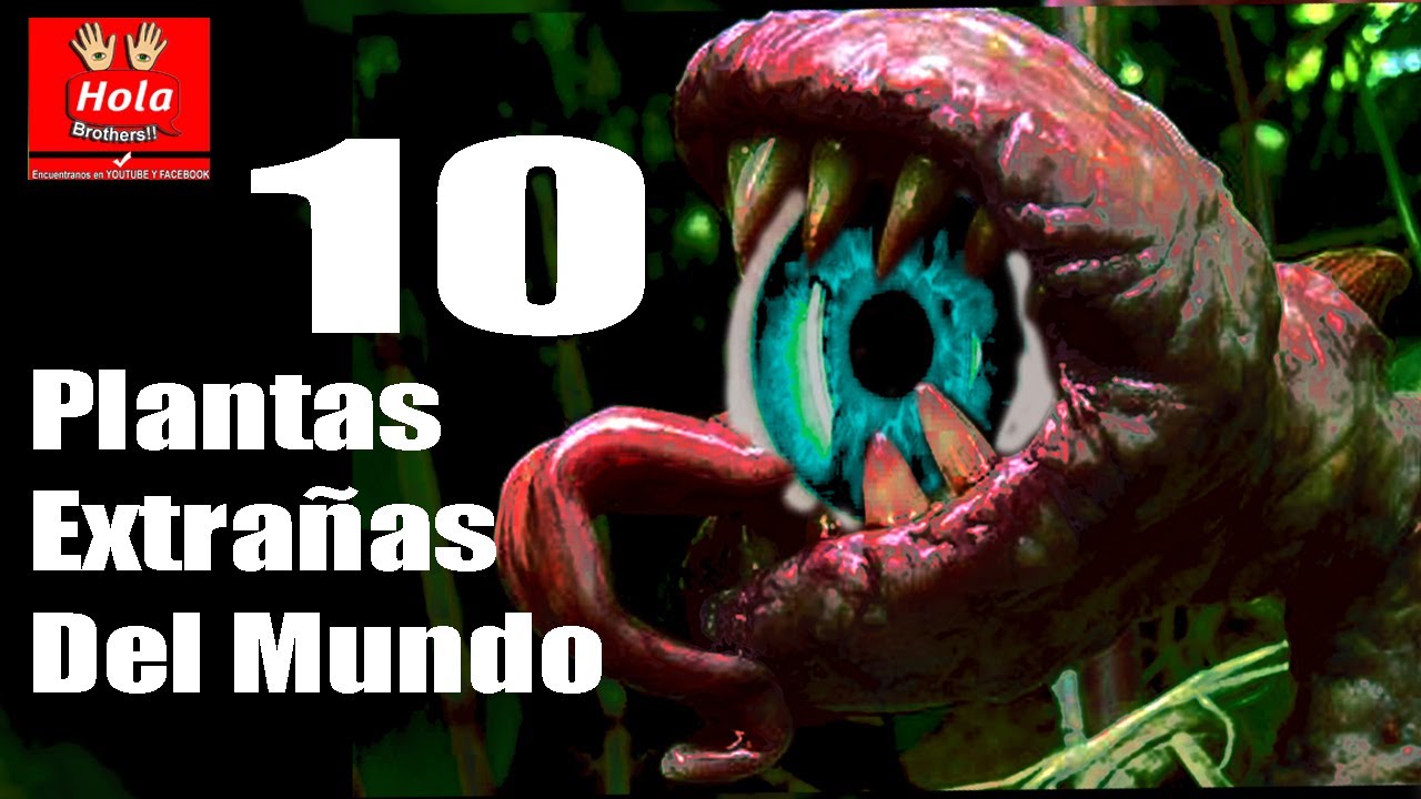 Top 10 Plantas Más Extrañas Del Mundo: Descubre Especies, Adaptaciones ...