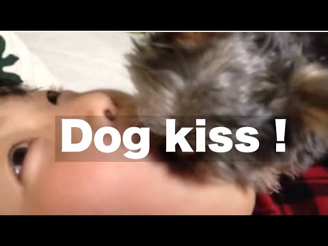 「Dog kiss !」　Puppy Dog Kisses　Perfect Kisses　ヨークシャテリア