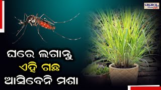 ଘରେ ଲଗାନ୍ତୁ ଏହି ଗଛ,ଆସିବେନି ମଶା | Odia News Live Updates | Latest Odia News | Samayalive