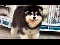 Top 10: 10 Curiosidades del alaskan Malamute の動画、YouTube動画。