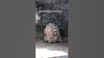 Bali Zoo! Full Video Ada di Video Sebelumnya, Gila Seru Wajib Nonton