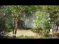 【my garden tour 】2020 夏のナチュラルガーデン /夏の庭の管理 /蝉の声で夏を感じる