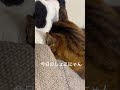 きょうのしょこにゃん