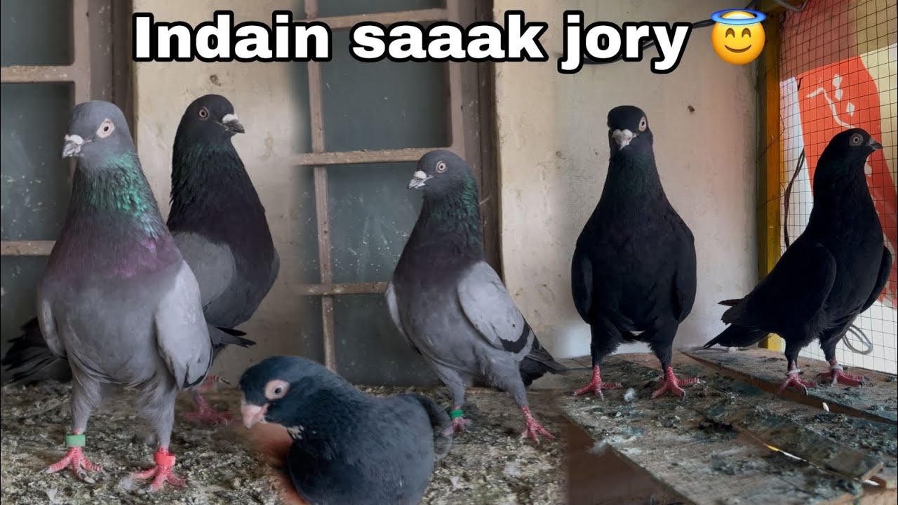 Indain saaaak jory 3 mashallah 