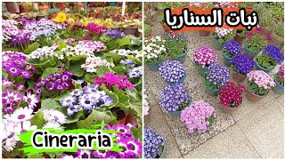 نبات السناريا أو السنانير : معلومات حولها وكيفية العناية بها Cineraria