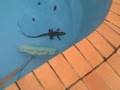 Huge Waterdragon in my Pool - My cute fat dog finds it...