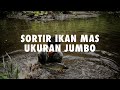 Dengan Sortir, Ikan Mas Akan Semakin Cepat Besar | Tips Pembesaran Ikan Mas | Ikhtus Tondei