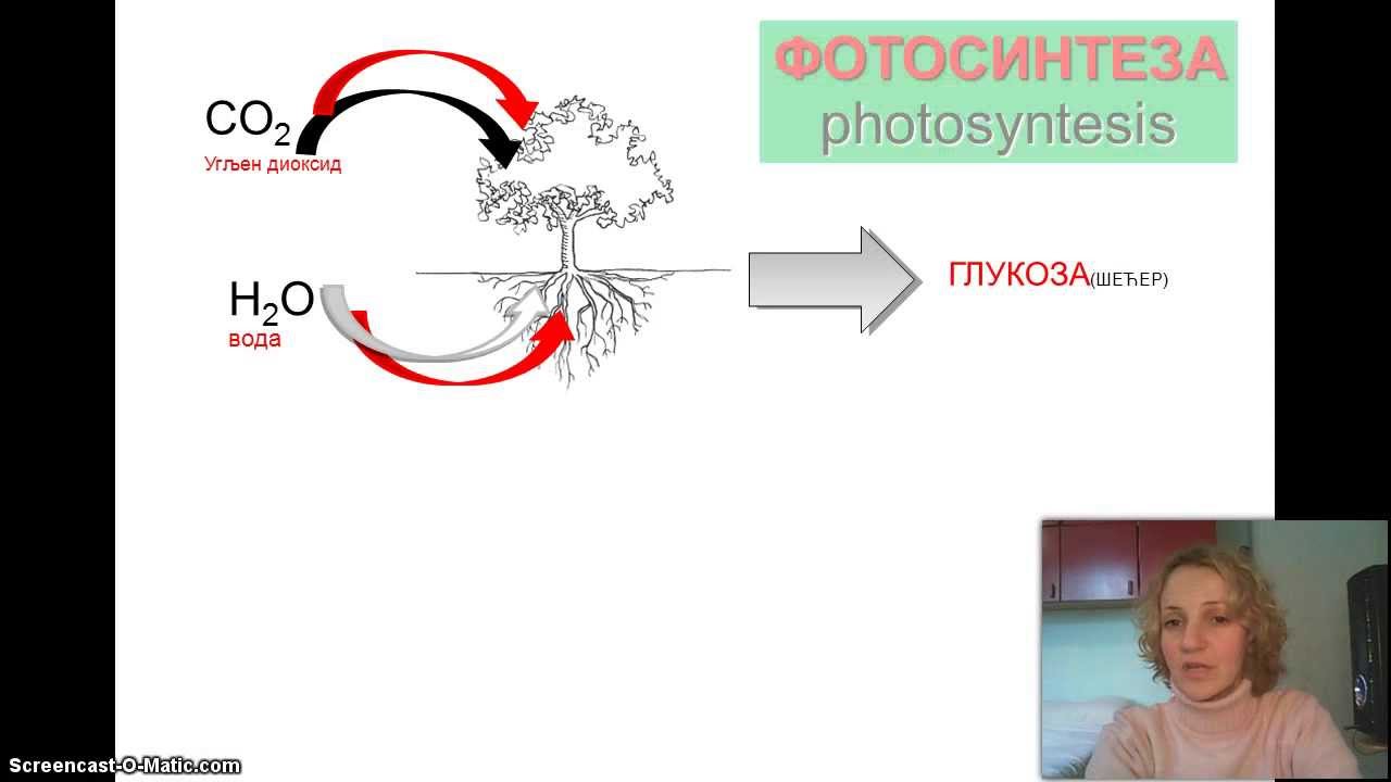Izokrenuta učionica -- Fotosinteza