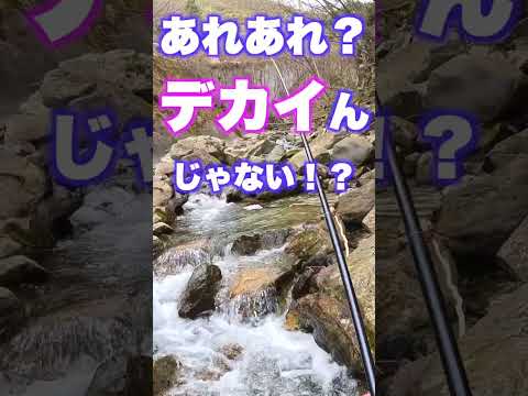 2024 渓流釣り　源流釣　提灯　餌釣 #釣り #渓流 #川釣り #渓流好き #アマゴ #fishing #岩魚 #渓流餌釣り #アウトドア