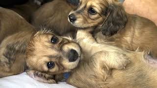 Cream long haired dachshund puppies - 5 weeks old
