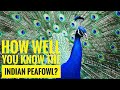 Indian Peafowl || Description, Characteristics and Facts!