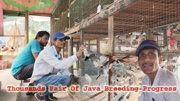 Thousands Pair Of Java & Finches Breeding Progress.