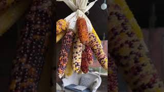 Dealing with the Abundance: harvesting heirloom popcorn! #growyourownfood #corn