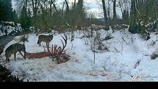 Jeszcze jeden filmik z leśnej stołówki