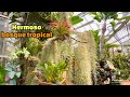 nos iremos a un bosque tropical con plantas exsoticas y ornamentales