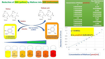 Making of a Standard Curve of Maltose || DNS Method (Miller, 1959) || Enzymes 19