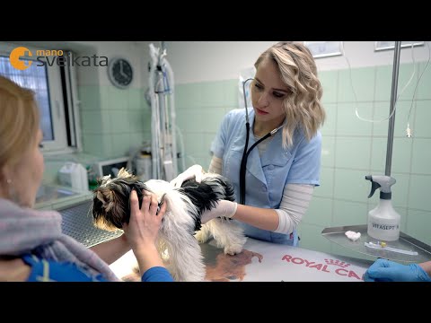 Video: Neuro Iššūkis Dienos Veterinaras