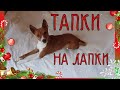 Смешное видео из собачьей жизни ТАПКИ НА ЛАПКИ
