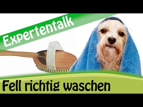 Video: 6 einfache Möglichkeiten, Pet Ihr Auto zu beweisen