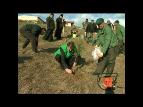 გაამწვანე თბილისი