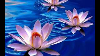 Lotus Flower Wallpapers screenshot 4