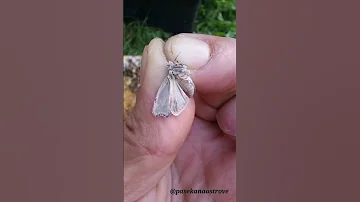 Пчелиная-огнёвка.Бабочка🐛🦋