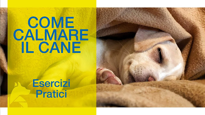Come Calmare il Cane