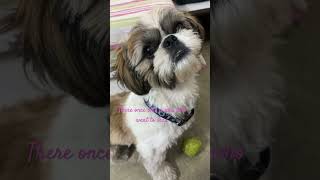#DogVideos #Wellerman #CuteDogs #FunnyDogs #DogReels #PetContent #ViralReels #ShihTzu #CoffeeThePup