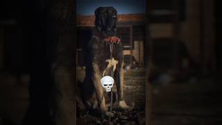 dog's are not scary   dog transformation #dog #pitbull #kangal #dangerous #puppy 😱