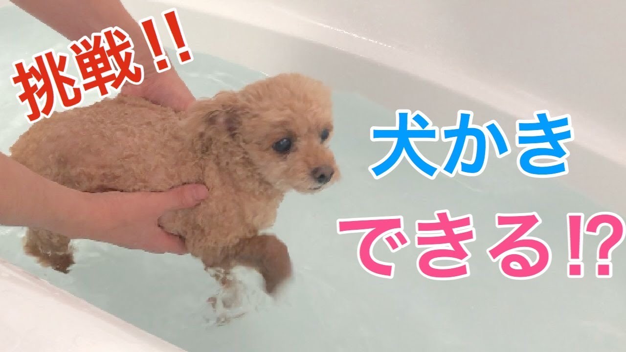 お風呂嫌いのトイプードルが犬かきをしてみたら とんでもなく可愛かった Youtube