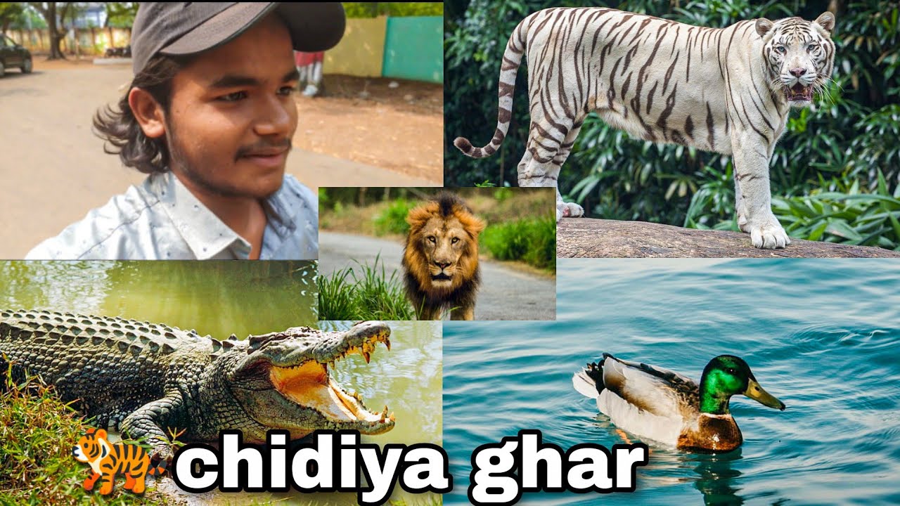मैत्री बाग जू भिलाई || Maitri garden zoo Bhilai || pahunche Chhotu rider || mirzapur || 📸
