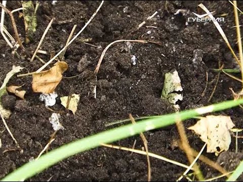 Удачные заметки 25.07.2017. Взаимодействие с садовыми муравьями. Дачные советы