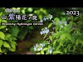 ヤマアジサイの開花始まる! 山野草と雑木の庭 オンラインオープンガーデン(2023/5/5)