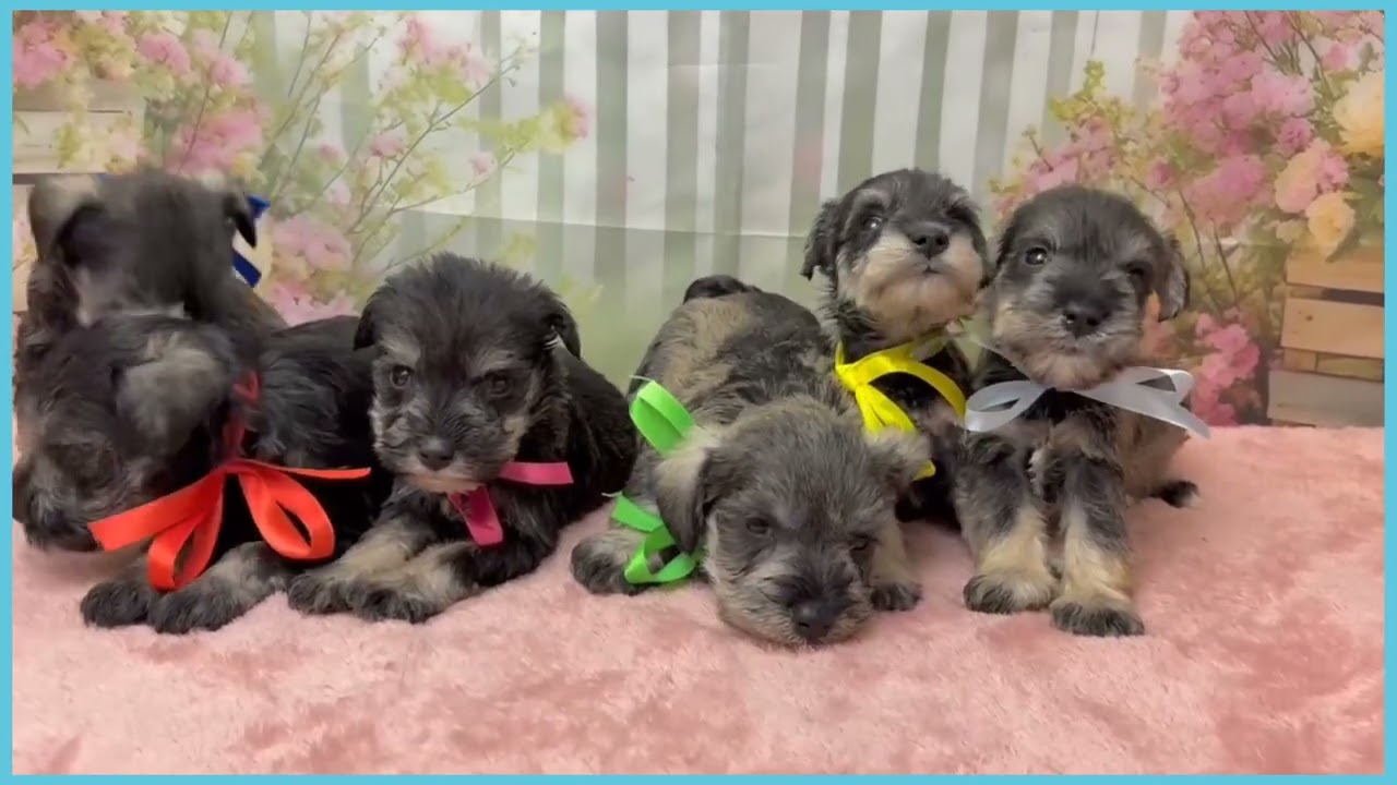 Coo&RIKU No.00756724 M・シュナウザー - YouTube