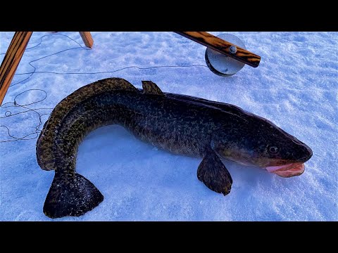 Late Season Cusk
