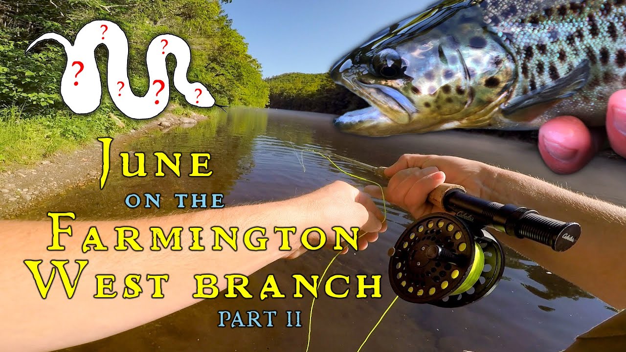Fly Fishing for Trout on Connecticut's FINEST Tailwater (Part II) YouTube