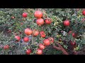 डाळिंब लागवड - माहिती व मार्गदर्शन | Pomegranate cultivation Maharashtra - Agriculture documentary
