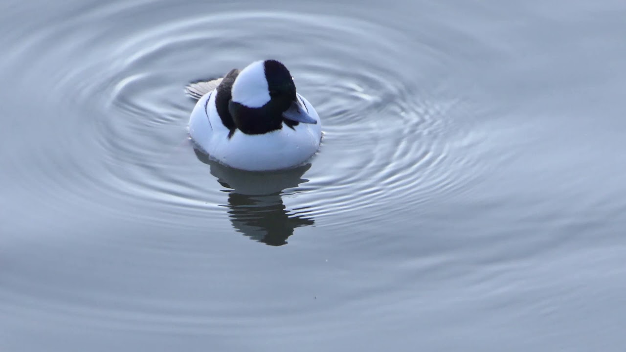 Black & White YinYang Duck Diving YouTube