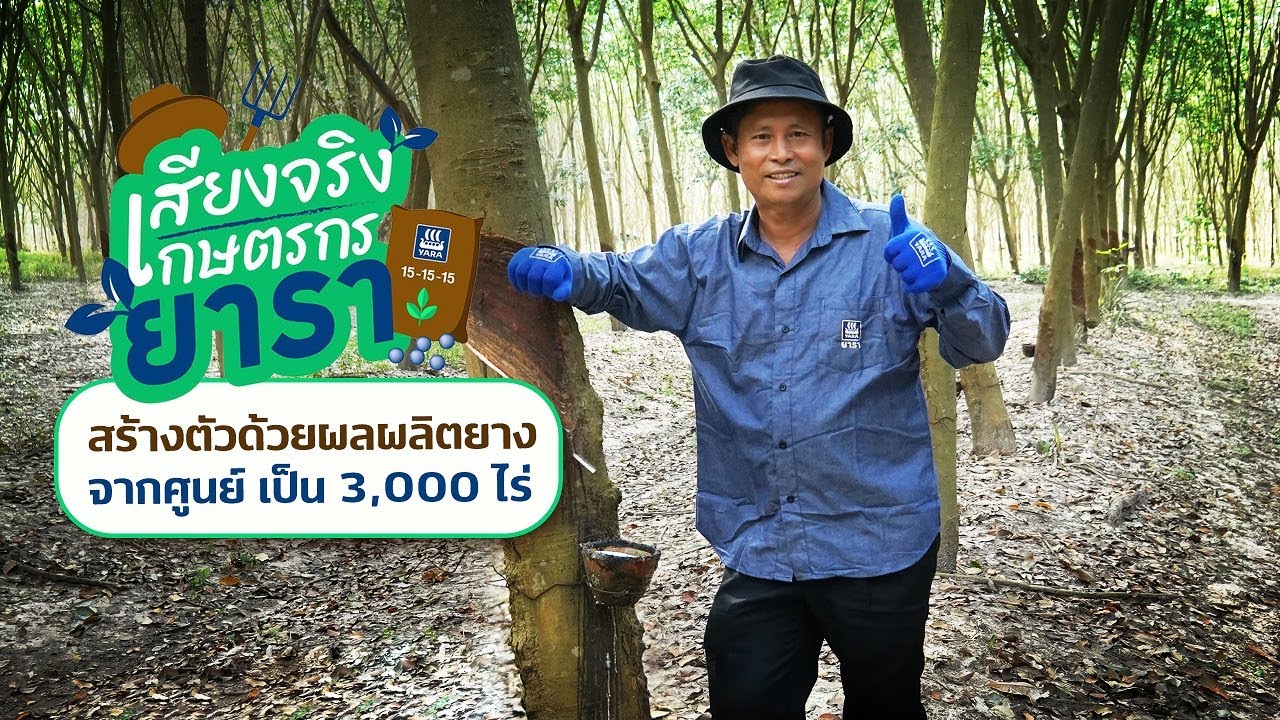 เคล็ดลับปลูกยางพาราให้ได้น้ำยางเยอะ เปอร์เซ็นต์น้ำยางสูง แถมขายได้ราคาดี | เทคโนโลยีชาวบ้าน