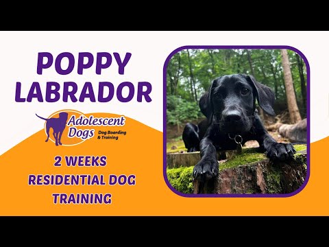 Poppy the Labrador puppy - 2 Weeks Residential Dog Training