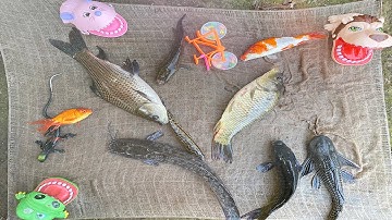 Kem chanel ra ao kéo vó bắt các con vật: cá chép, cá trắm cỏ, cá sấu to, chuột hồng, con rắn to, cua