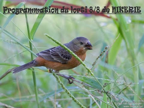 Programmation colage du lorti  sporophila minuta chant 88 de NIKERIE Suriname by MEOVE ULRIC
